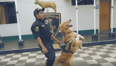 Policía de Peru y el video del escuadrón canino a ritmo de 