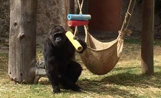 HUÉSPEDES DEL PARQUE ECOLÓGICO ZACANGO YA NO PASARÁN FRÍO