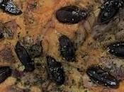 Pizza "estilo Yerai"