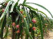 Planta Pitahaya Beneficios