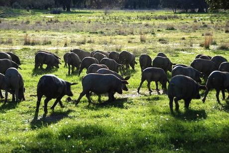 Tendencias Foodie 2018: la comida que está de moda cerdo iberico tendencias foodie 2018