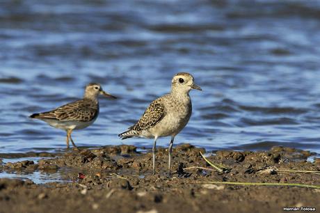 Censo Neotropical de Aves Acuáticas en Monte (febrero 2018)