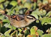 Censo Neotropical Aves Acuáticas Monte (febrero 2018)