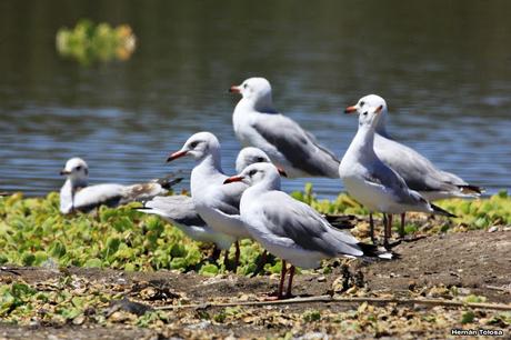 Censo Neotropical de Aves Acuáticas en Monte (febrero 2018)