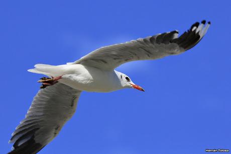 Censo Neotropical de Aves Acuáticas en Monte (febrero 2018)