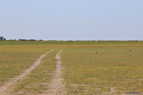 Censo Neotropical de Aves Acuáticas en Monte (febrero 2018)