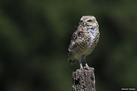 Censo Neotropical de Aves Acuáticas en Monte (febrero 2018)