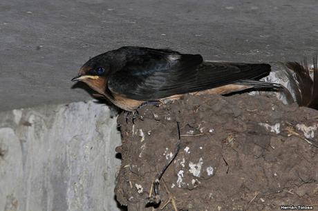 Censo Neotropical de Aves Acuáticas en Monte (febrero 2018)