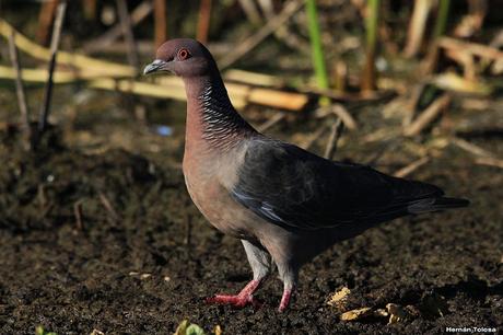 Censo Neotropical de Aves Acuáticas en Monte (febrero 2018)