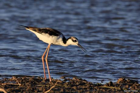 Censo Neotropical de Aves Acuáticas en Monte (febrero 2018)