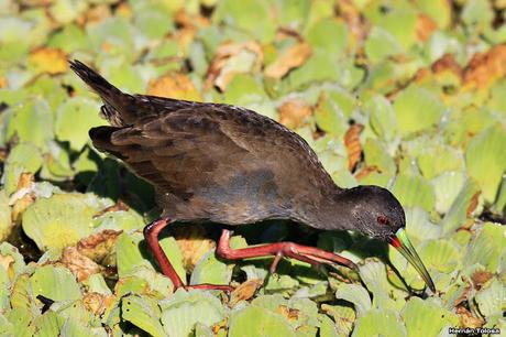 Censo Neotropical de Aves Acuáticas en Monte (febrero 2018)