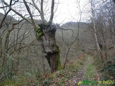 Castaño en las Sendas de Tuilla