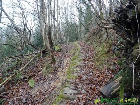 Camino por el bosque subiendo a Ceacal