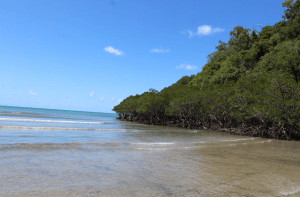 Cairns- La barrera de coral y el Daintree rainforest
