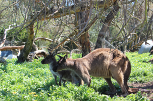 Kangaroo Island