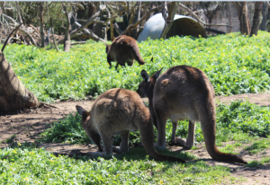 Kangaroo Island