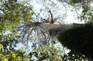 The Great Ocean Road (GOR) The Great Ocean Road (GOR)