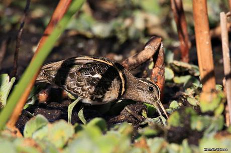 Censo Neotropical de Aves Acuáticas en Monte (febrero 2018)