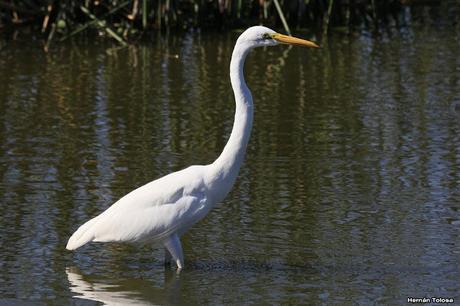 Censo Neotropical de Aves Acuáticas en Monte (febrero 2018)