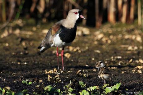 Censo Neotropical de Aves Acuáticas en Monte (febrero 2018)