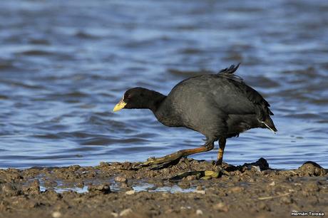 Censo Neotropical de Aves Acuáticas en Monte (febrero 2018)