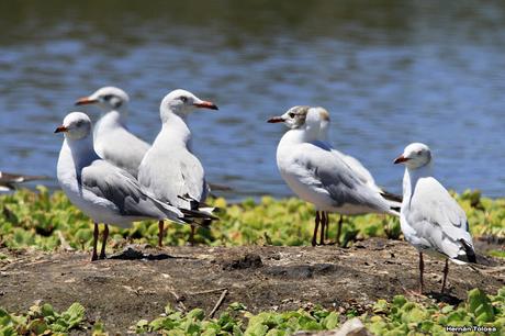 Censo Neotropical de Aves Acuáticas en Monte (febrero 2018)