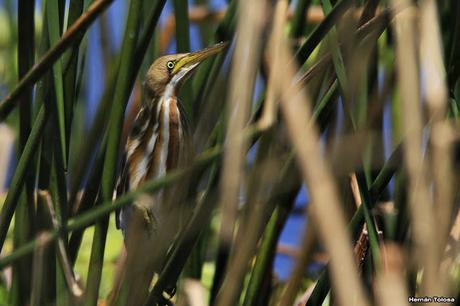 Censo Neotropical de Aves Acuáticas en Monte (febrero 2018)