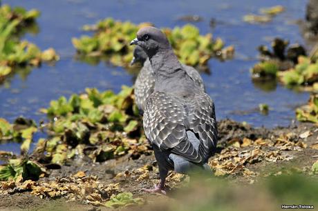 Censo Neotropical de Aves Acuáticas en Monte (febrero 2018)