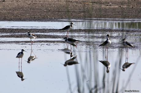 Censo Neotropical de Aves Acuáticas en Monte (febrero 2018)