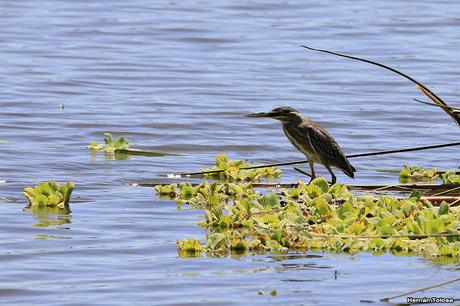 Censo Neotropical de Aves Acuáticas en Monte (febrero 2018)