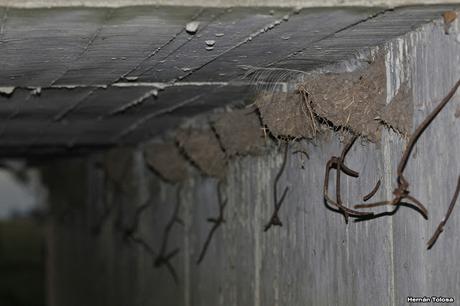 Censo Neotropical de Aves Acuáticas en Monte (febrero 2018)