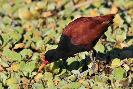 Censo Neotropical de Aves Acuáticas en Monte (febrero 2018)