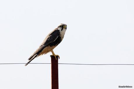 Censo Neotropical de Aves Acuáticas en Monte (febrero 2018)