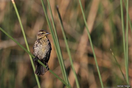 Censo Neotropical de Aves Acuáticas en Monte (febrero 2018)