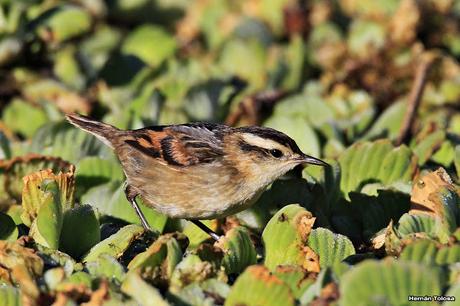 Censo Neotropical de Aves Acuáticas en Monte (febrero 2018)