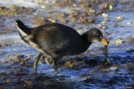 Censo Neotropical de Aves Acuáticas en Monte (febrero 2018)