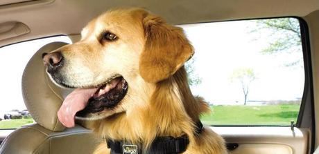 Lenguaje canino: Aprende a comunicarte con tu mascota