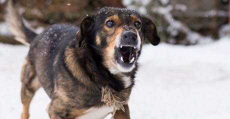 Lenguaje canino: Aprende a comunicarte con tu mascota