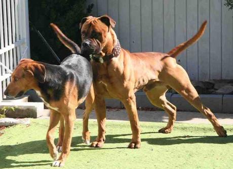 Lenguaje canino: Aprende a comunicarte con tu mascota