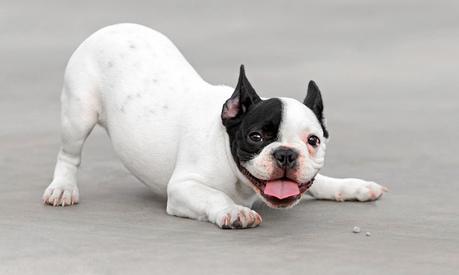 Lenguaje canino: Aprende a comunicarte con tu mascota