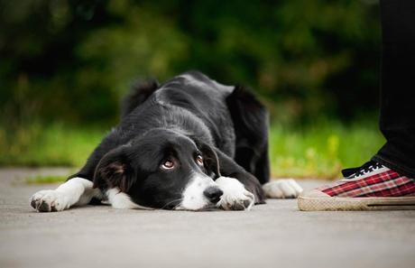 Lenguaje canino: Aprende a comunicarte con tu mascota