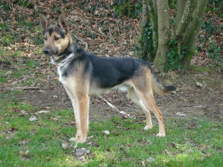 Lenguaje canino: Aprende a comunicarte con tu mascota