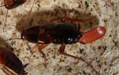 Una mamá muy curiosa