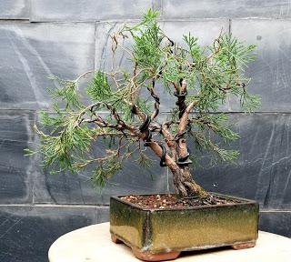 Un paso mas , unos cuantos menos Un paso mas , unos cuantos menos