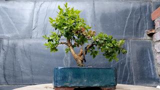 Un paso mas , unos cuantos menos Un paso mas , unos cuantos menos