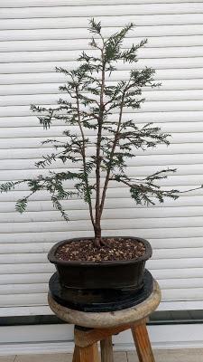 Un paso mas , unos cuantos menos Un paso mas , unos cuantos menos