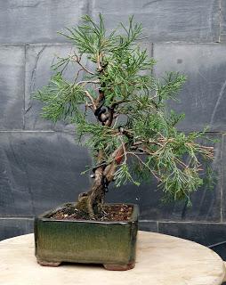 Un paso mas , unos cuantos menos Un paso mas , unos cuantos menos