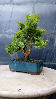 Un paso mas , unos cuantos menos Un paso mas , unos cuantos menos