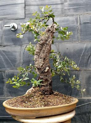 Un paso mas , unos cuantos menos Un paso mas , unos cuantos menos