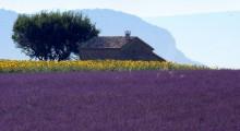 campo de lavanda en la provenza